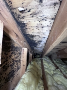 Black mold growth on attic plywood sheathing caused by poor ventilation, a key finding in our home inspection attic tips.